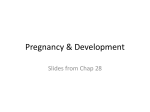 Pregnancy and development File