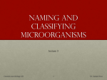 Naming and classifying microorganisms