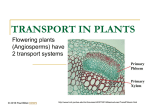 Powerpoint Presentation: Transport in Plants