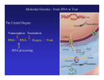 DNA Transcription Translation The Central Dogma Trait RNA