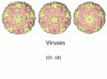 7.6 Viruses