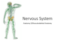 Nervous System - Renton School District