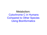 Human Metabolism Compared to Other Species