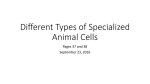 Different Types of Specialized Animal Cells