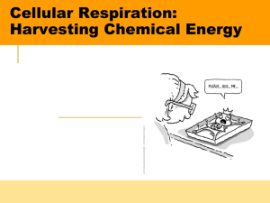 2. Pyruvate Oxidation