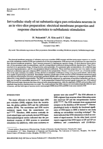 Intracellular study of rat substantia nigra pars reticulata neurons in