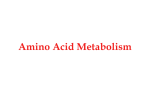 Amino Acid Metabolism