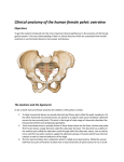 Clinical anatomy of the human female pelvic overview Objectives