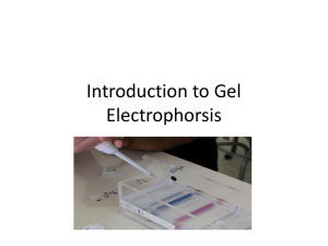 Introduction to Gel Electrophorsis
