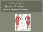 Human Body Systems Review