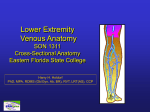 cross-sectional-anatomy-lower-extremity-venous-legs