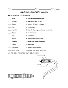 Annelid Review - Biology Junction