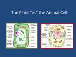 The Plant *vs* the Animal Cell