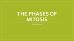 The phases of Mitosis