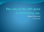 The role of the SRY gene in determing sex.