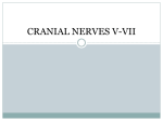 Trigeminal Nerve