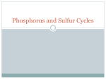Phosphorus and Sulfur Cycles