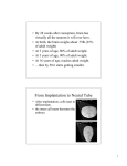 From Implantation to Neural Tube