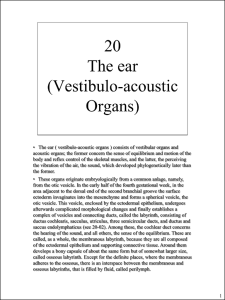 1 • The ear ( vestibulo-acoustic organs ) consists of vestibular