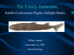 The Family Dalatiidae
