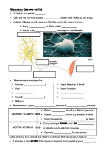 Neurons (nerve cells)
