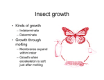 Insect growth - USD Home Pages