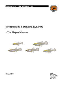Predation by the plague minnow - threat abatemement plan (PDF