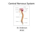 Central Nervous System