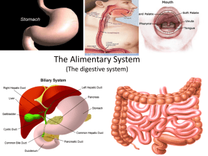 The Alimentary System (The digestive system)
