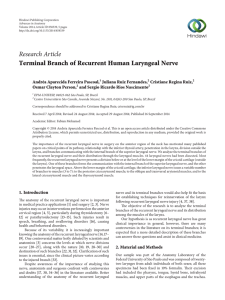 Terminal Branch of Recurrent Human Laryngeal Nerve