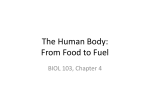 BIOL 103 Ch 4 The Human Body SS15 for Student