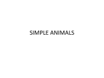 simple animals