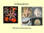 Echinoderms - Parma City School District