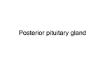 Posterior pituitary gland