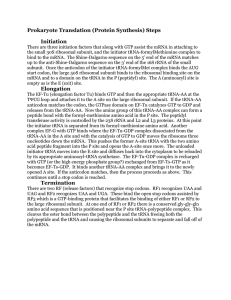 (Protein Synthesis) Steps Initiation Elongation Termination