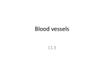 Blood vessels - MRs. Saikali