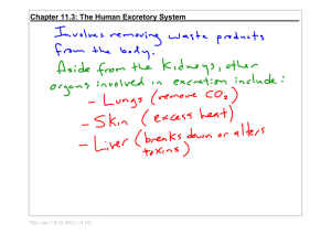 Chapter 11.3: The Human Excretory System