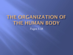 The Organization of the Human Body