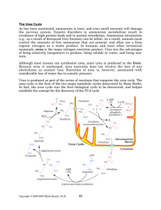 The Urea Cycle - Rose