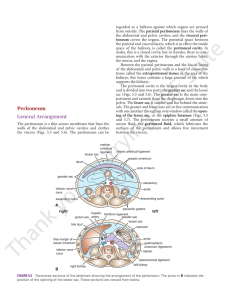 Peritoneum