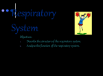 Respiratory System