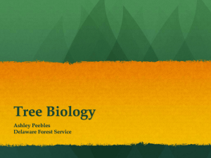 Tree Biology - Delaware Trees