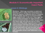Module II: Economically Important Insect Pests