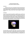 Drawing and Description of Skull: Frontal, Parietal, Occipital and