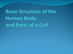 Body Structure and Parts of a Cell