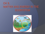 Matter and Energy in the Ecosystem