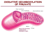 Oxidative decarboxylation of pyruvate