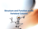 Structure And Function Of The Vertebral Column