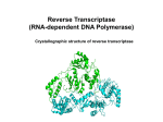 Reverse Transcriptase (RNA-dependent DNA Polymerase)