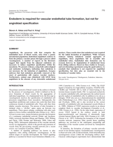 Endoderm does not specify angioblasts - Development